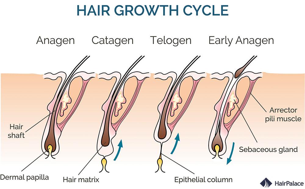 Cycle de croissance des cheveux