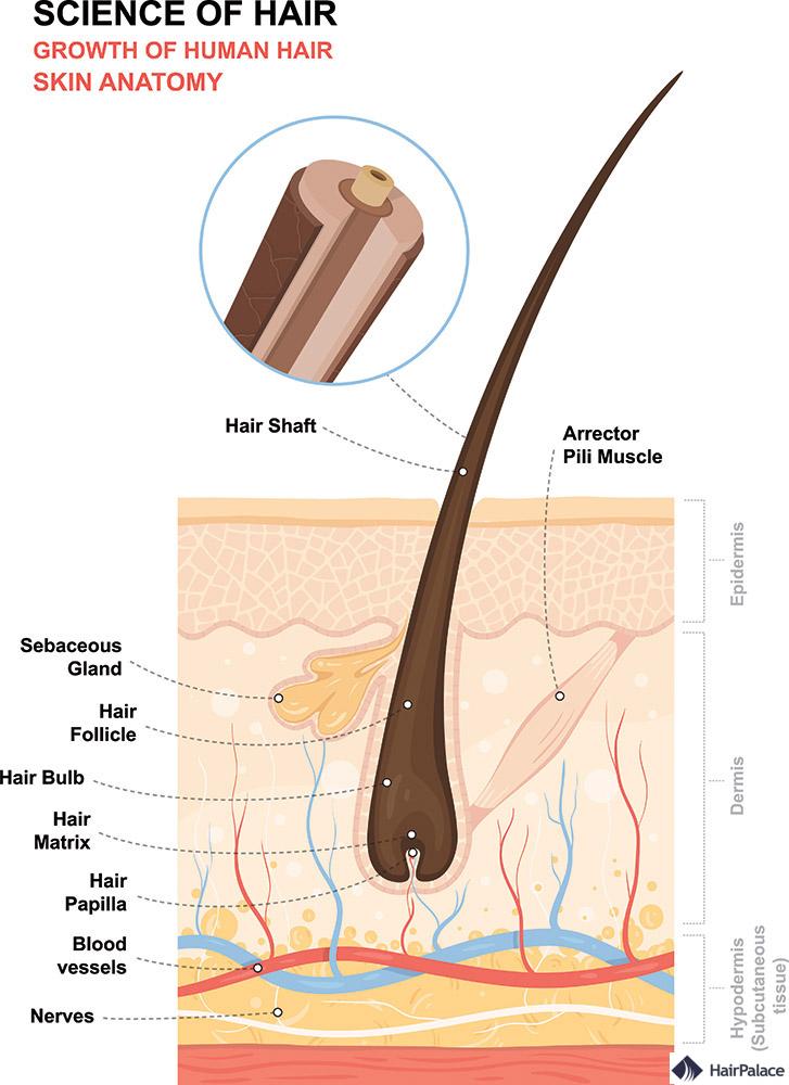 structure des cheveux