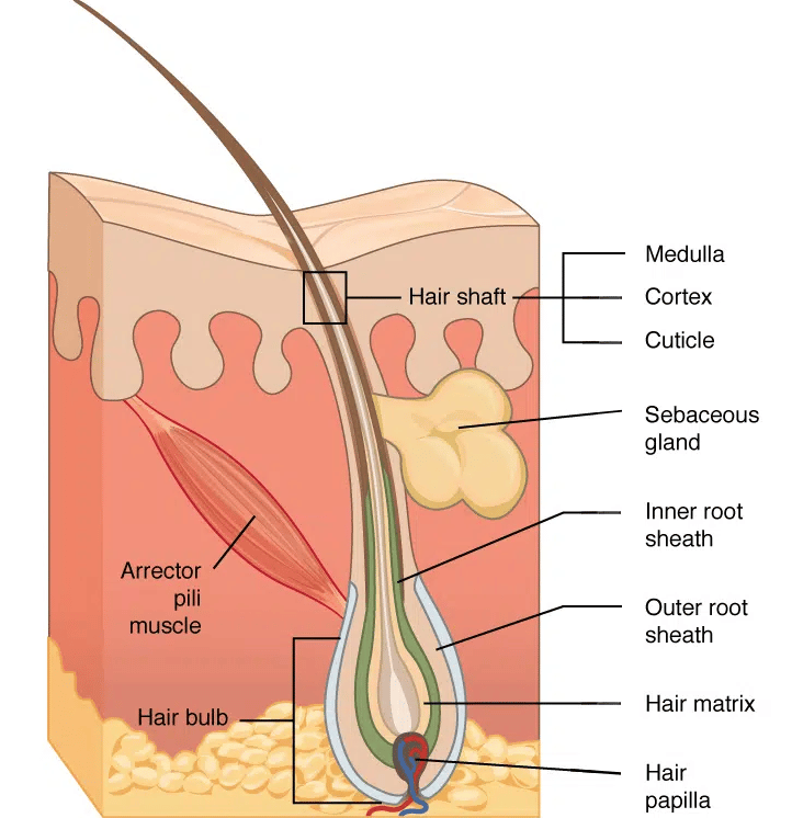 La structure du follicule pileux