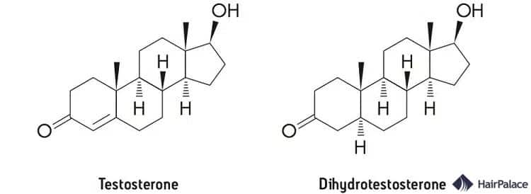 DHT et testostérone