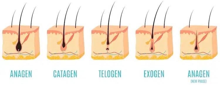 la perte de cheveux normale se produit à la suite du cycle de croissance des cheveux