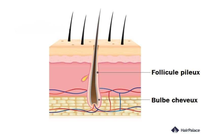 bukbe cheveux et follicule pileux